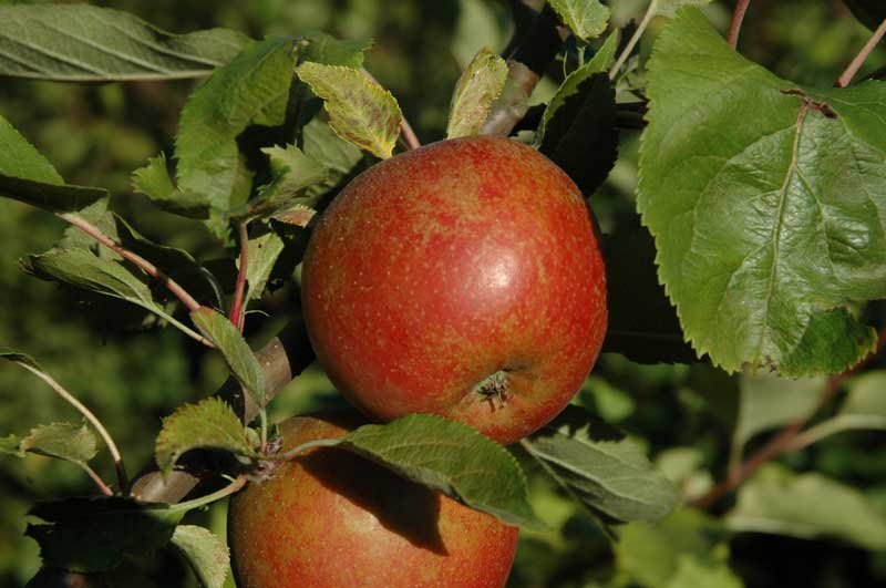 Æbler Lindved