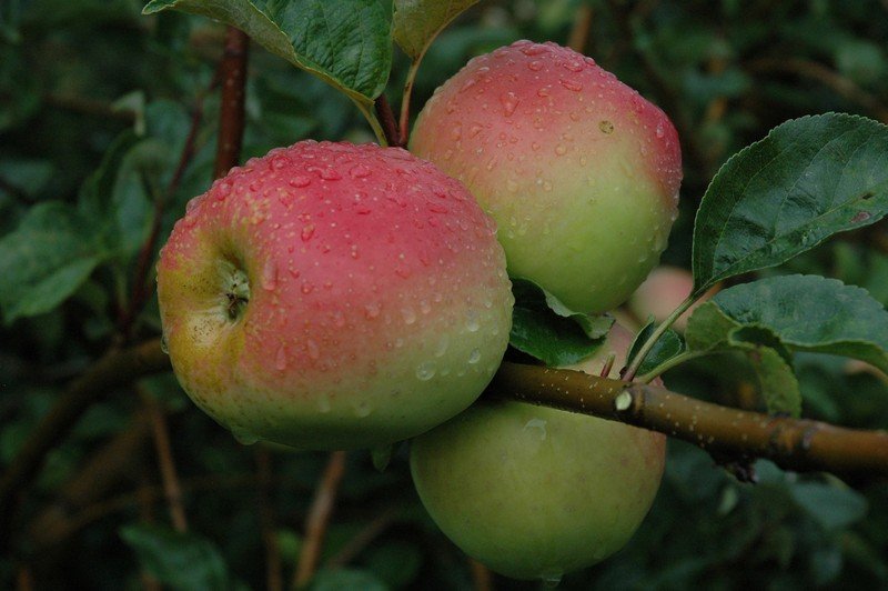 Æbler Lindved